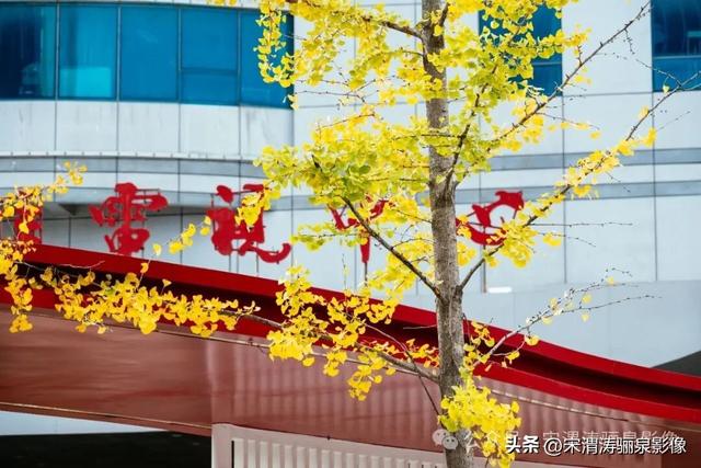 陕西渭南：街头秋色渐渐有了起色