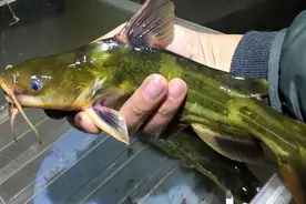 黄辣丁的“终极”钓法，学会这4个垂钓技巧，新手也能连杆爆护！图片