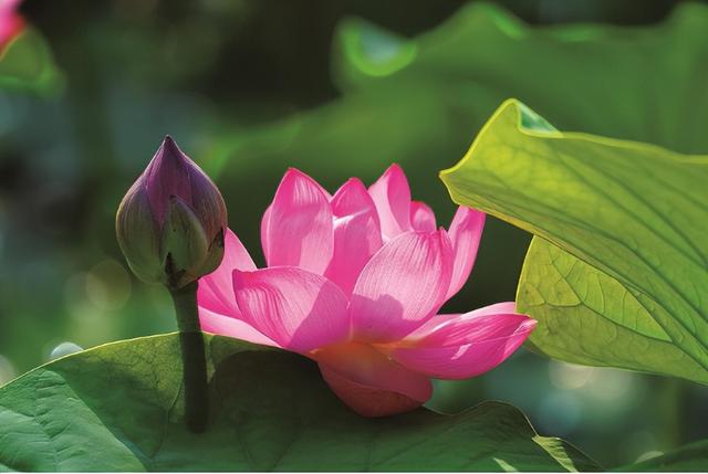镇赉南湖“荷”你相约盛花期