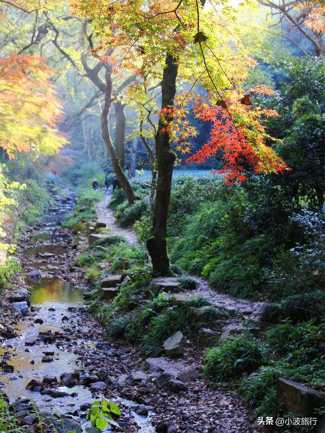 杭州冬日徒步，从古村到茶园，银杏金黄枫树染红，感受山野之乐