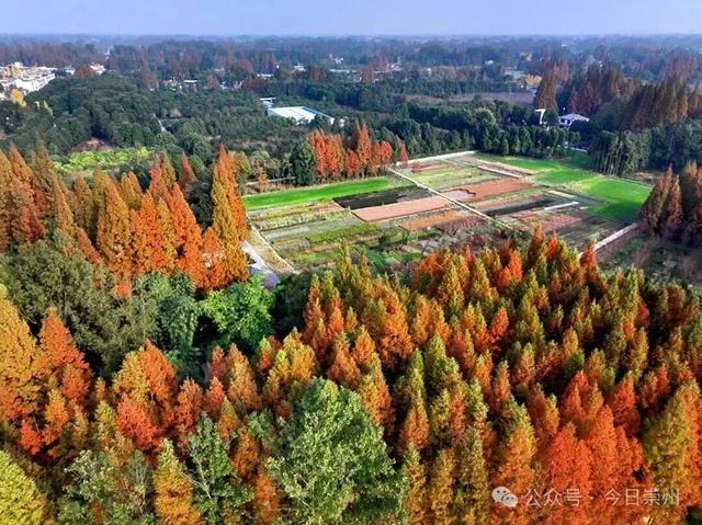 出片率100%！为崇州这些高颜值路连发三天朋友圈！
