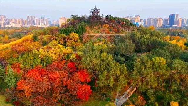 【寻美山东 寻美聊城】聊城阳谷，一树银杏 满城温柔！