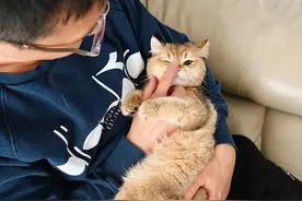 再一次劝告：太多人养猫后，出现这几种“病”，要警惕图片