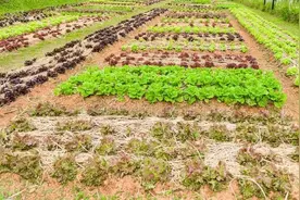 菜市场五大"坑人菜"，虽然高产，但不好吃，春分后种菜一定要避开图片