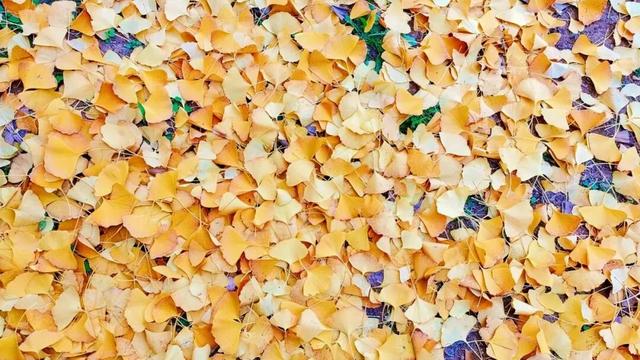 寻美薛城丨金色之约！森林公园银杏黄了！