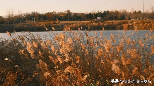 超级出片！西海岸这片芦苇荡氛围感拉满！