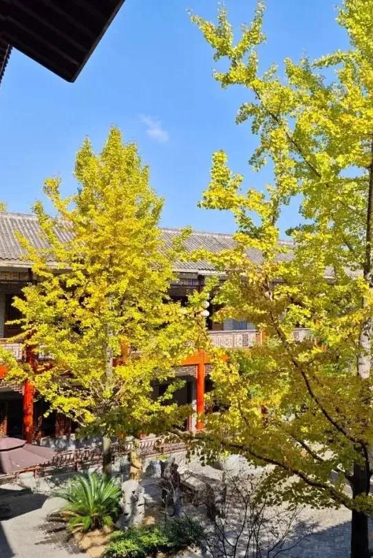 邵阳人藏不住的秋冬快乐!这些“金色浪漫”,@所有人来约!