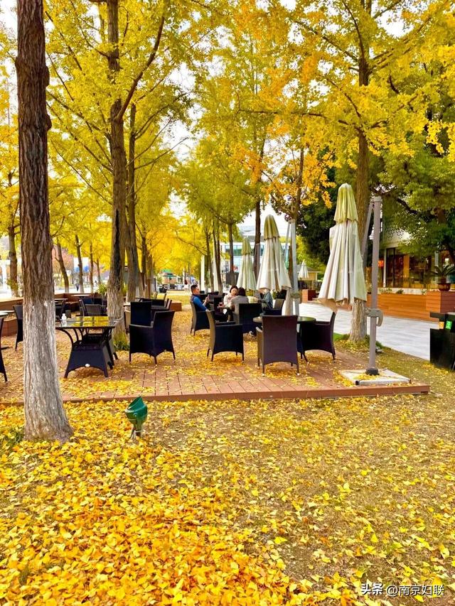 “含金量”渐满～南京的浪漫藏不住了！