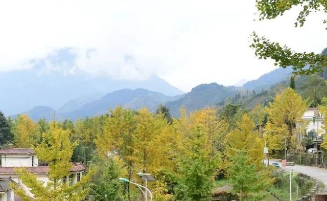 【美丽四川】一年一度朋友圈银杏比美时刻又来了！