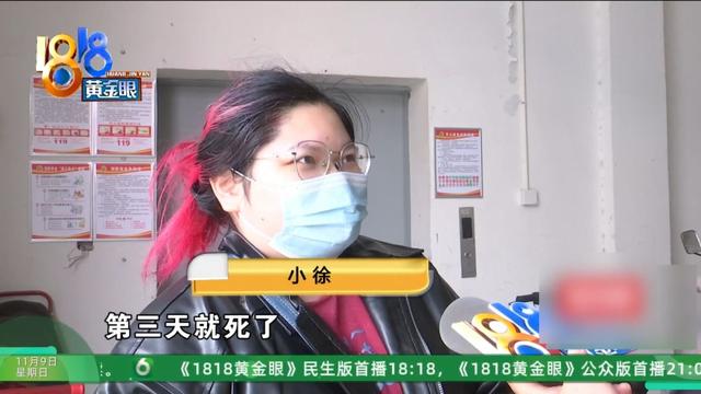 怎么又是这？她还拿出视频，里面“一动不动”，停了几只苍蝇....