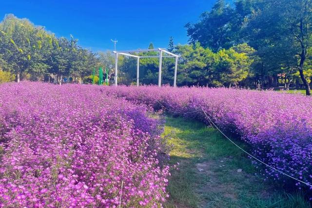避开人潮！十一来世界花卉大观园，沉浸式解锁“N”种游玩方式