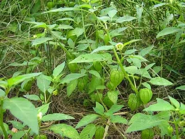 农村越来越少的植物灯笼草，老一辈称之为“补肾果”，您认识吗？
