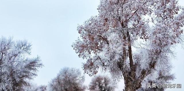 新疆寒冬变水晶王国，塔里木河畔冰霜奇景，游客直呼太震撼了