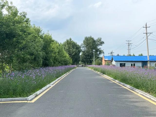 繁花与林海共舞 牙克石林场绘就夏日生态画卷