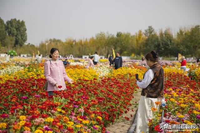 秋菊绽花海 游人醉金秋