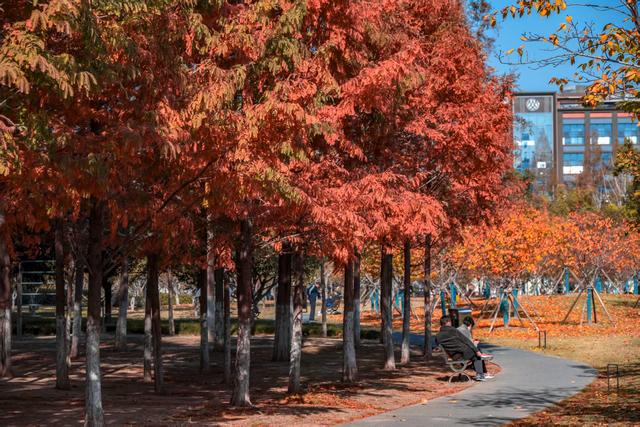 常青公园全面开放露营区域，市民可享“红叶树下”悠闲时光