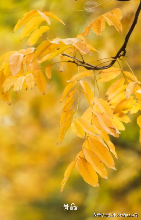 大降温后，青山最美冬景即将上线！