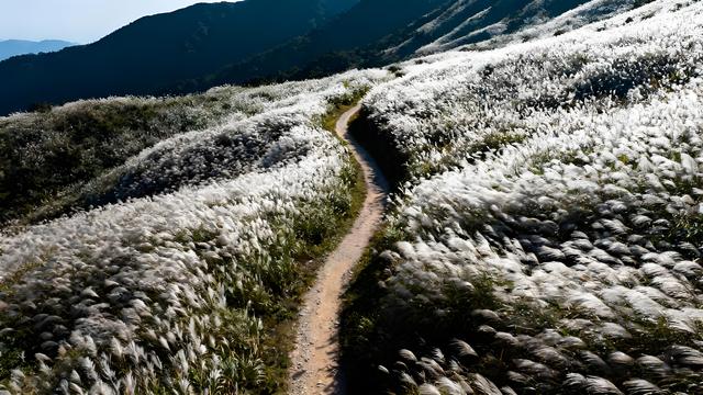 金风拂过淡水河，秋韵漫染台北城 —— 宝岛秋日的枫红诗行