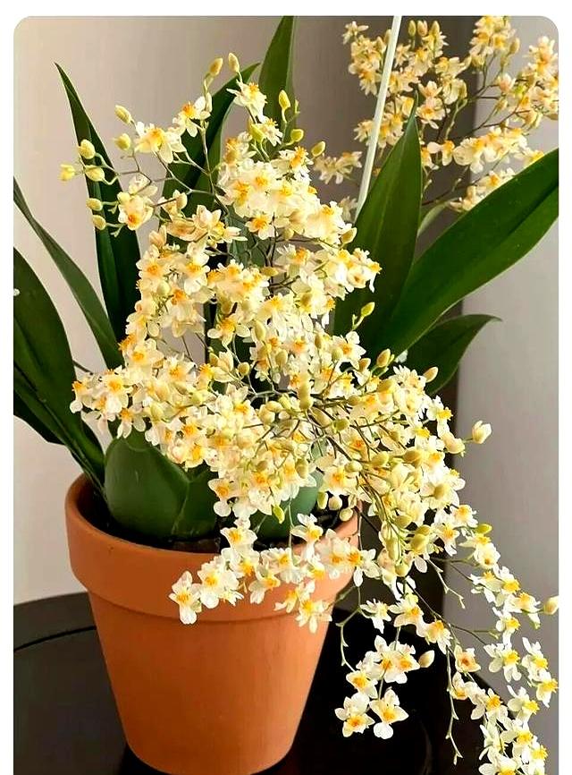 气温一降，这4种花苏醒了！赶紧大水伺候，元旦前必爆盆