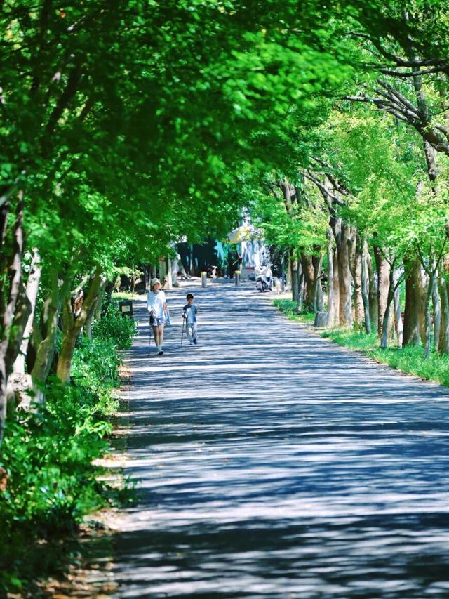 周末带娃撒欢，去旺山郊野公园觅野趣！