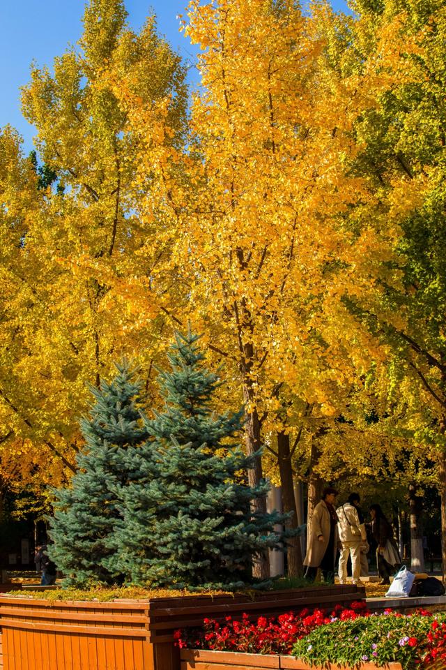 北京的秋天一定要奥林匹克森林公园！就是一场盛大的秋天盛宴