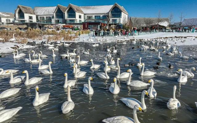 冬游威海 | “鹅”在这儿呢！