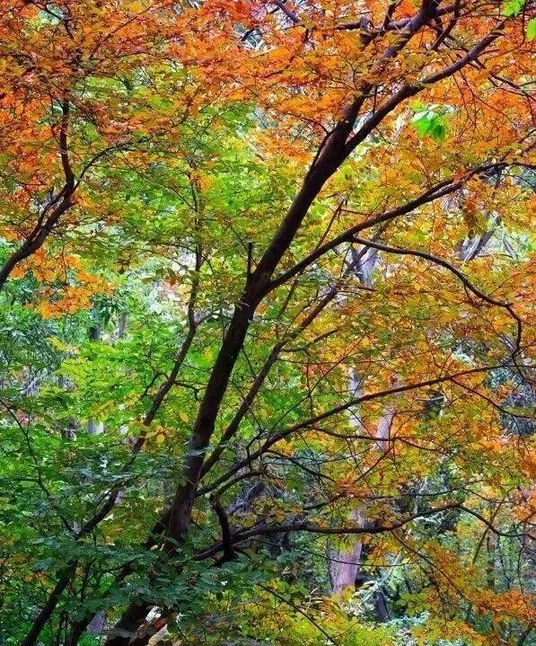 黄陂这些点位出片率绝了！