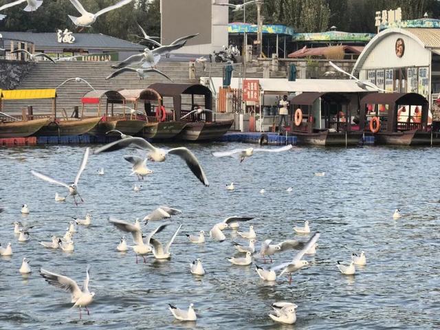 包头人自己的“洱海”~走！跟上鸥鸥上码头整点薯条去