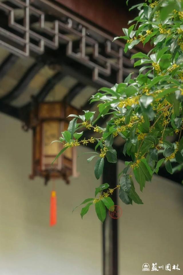 桂香满城！苏州桂花赏花地图来了！