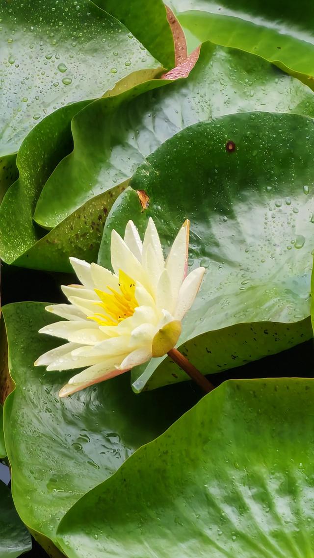 碧波荡漾,荷叶圆圆,荷花飘香