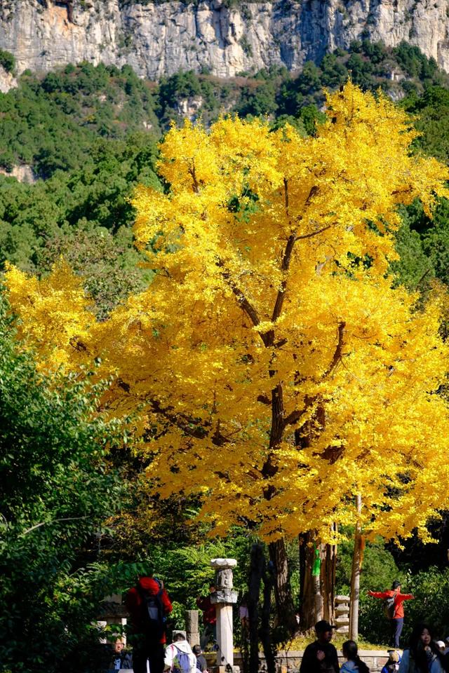 生为山东「银」，何其有「杏」！