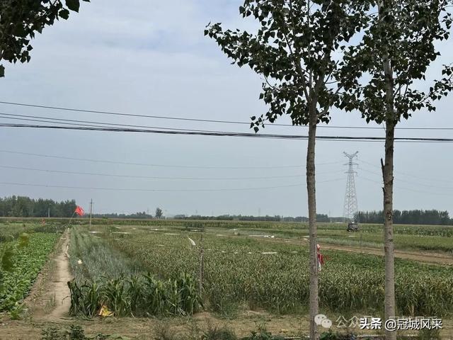 冠县乡韵·定远寨镇陈庄