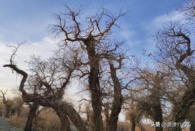 额济纳今年没有金胡杨，有的是创新的套路（1）