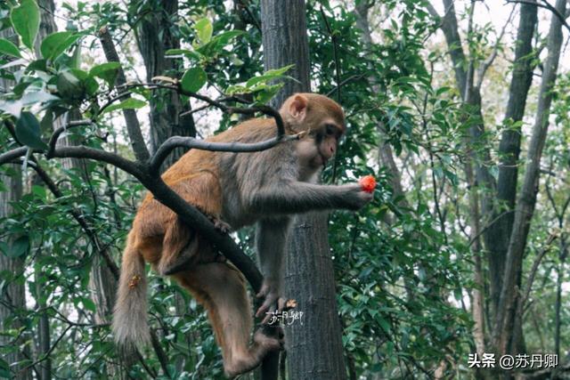 为了一只猴子！我从武汉跑去了贵阳！黔灵山的魅力不止是有猴子