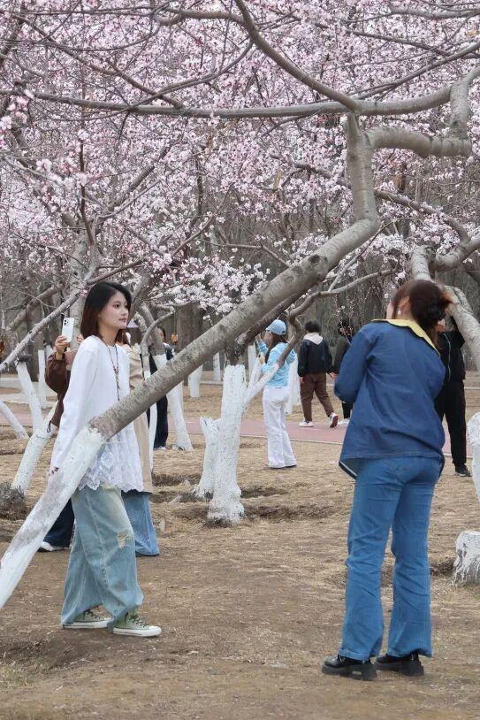 就在明天！公主府博物馆“桃映红楼”华服日正式开启，超多活动等你来玩