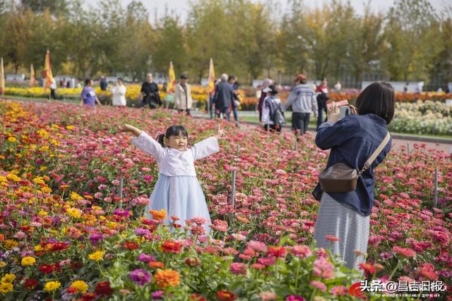 秋菊绽花海 游人醉金秋