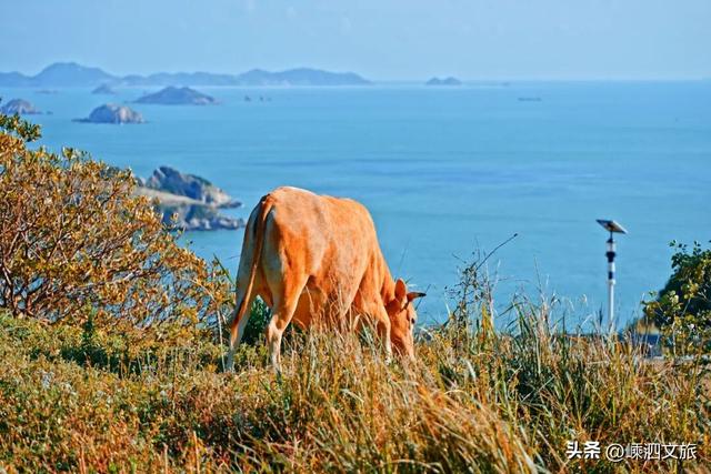 冬日寡淡？NO！看，花鸟岛的缤纷藏不住啦！