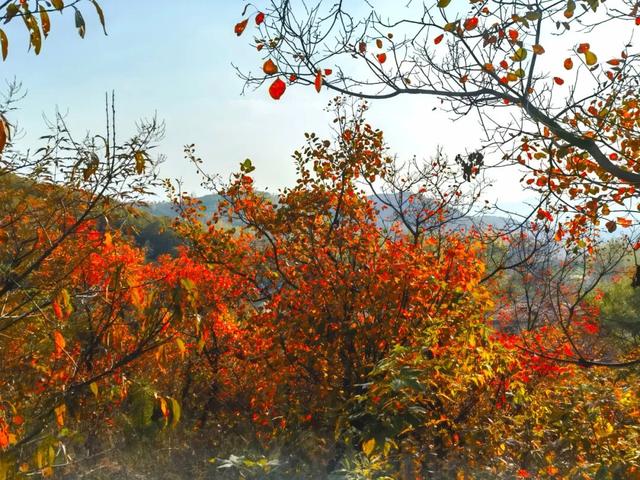 什么叫层林尽染？马谷田镇义和寨东边的堰塘寺告诉您！