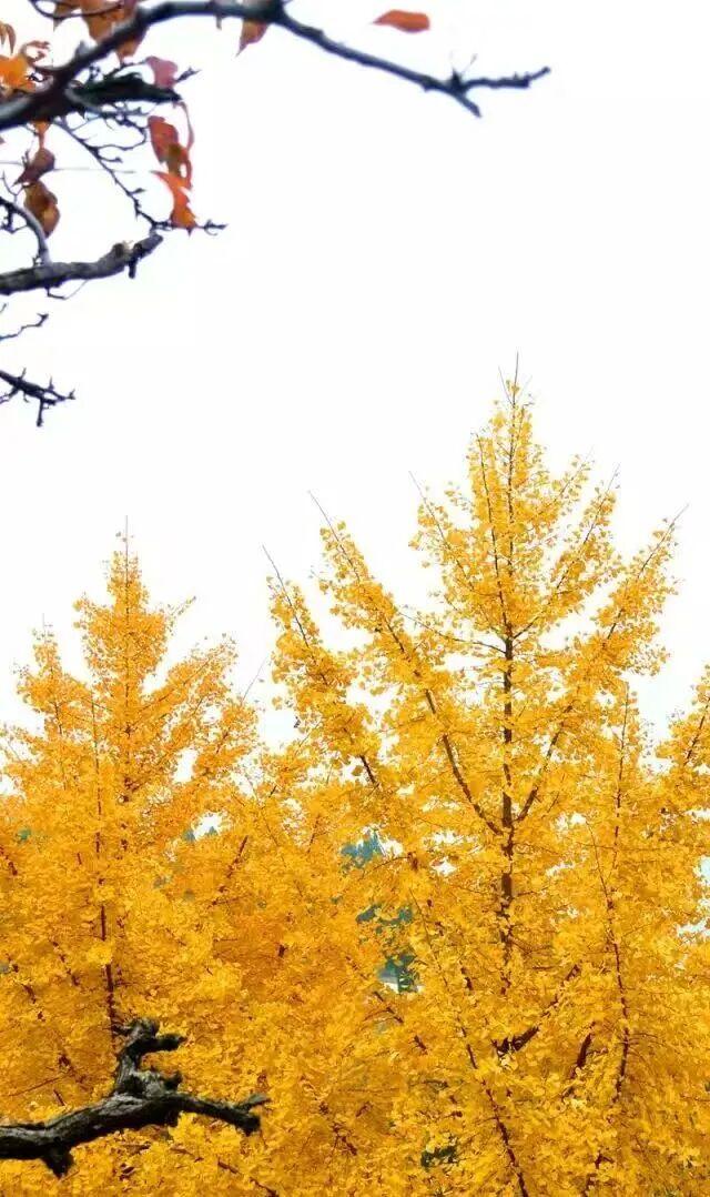 临沂此处天地一色，快来赴一场与金黄的约会吧！