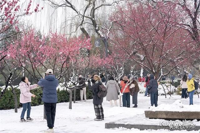 雪落丛台梅更香！