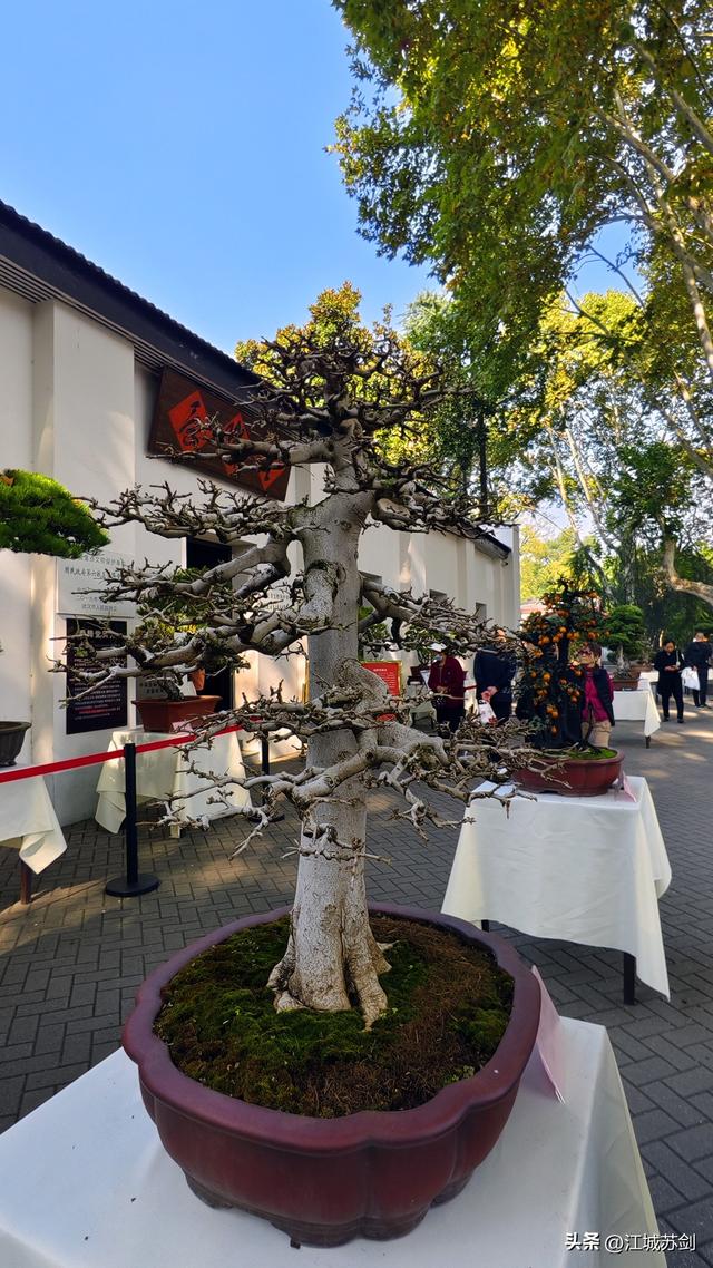 中山公园的秋，是写给武汉的一首诗