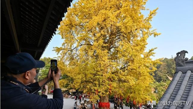 重庆千年银杏树换"金装"：秋日金色童话已出现！