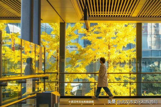 本周，武汉彩叶杀疯了！