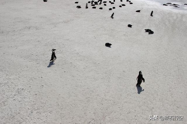 南部非洲：南非开普敦企鹅岛