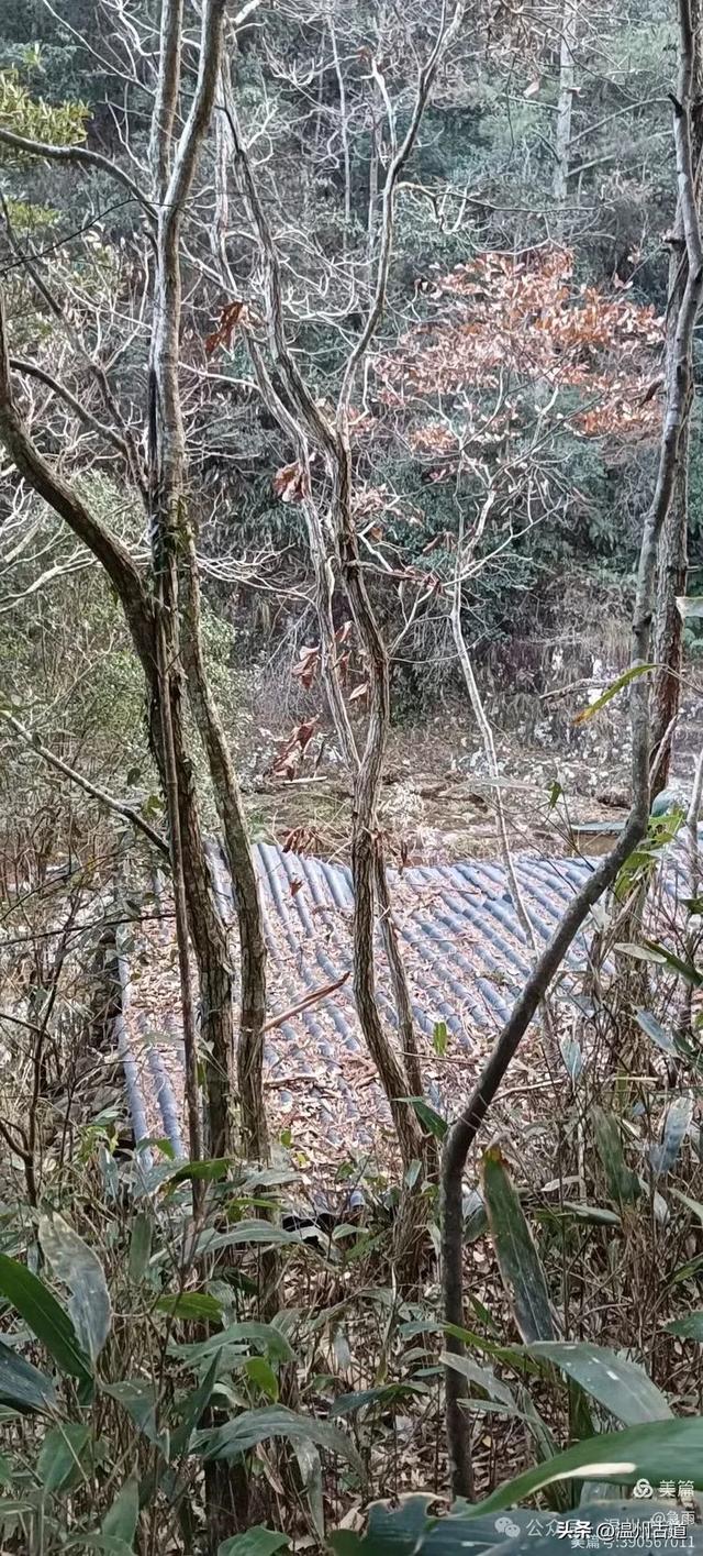 探秘楠溪江源头!这条海拔千米以上的草甸山脊只有极少数驴友知道