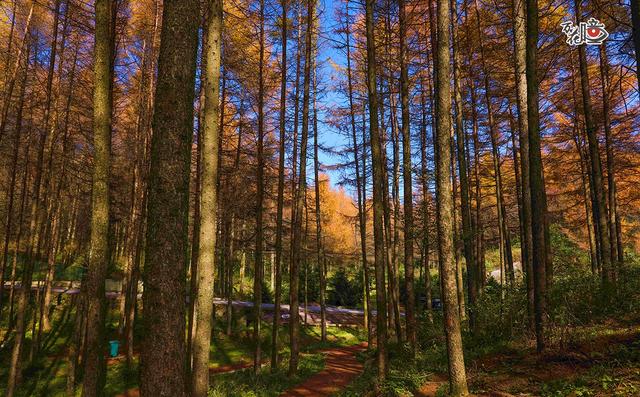 万花瞳｜限定版“彩林森林” 这是属于山城的冬日浪漫