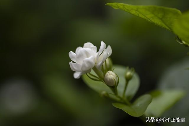 岁月安然，心已素闲，愿你一路悲欢，一路遇见