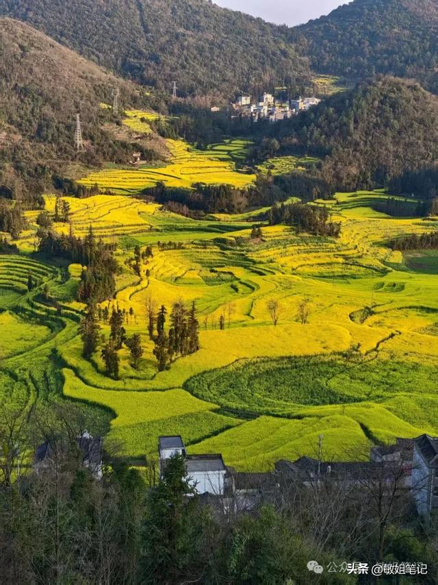 【滇东南游记·二】罗平:在金色花海里追一场春天的光影