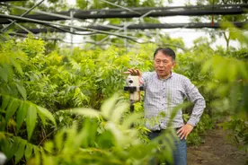 “既是劳力，也是导师”“一次栽植，百年受益”……大学教授带网友“云种地”彻底火了图片