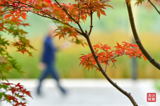 初冬时节，层林尽染，心随景动